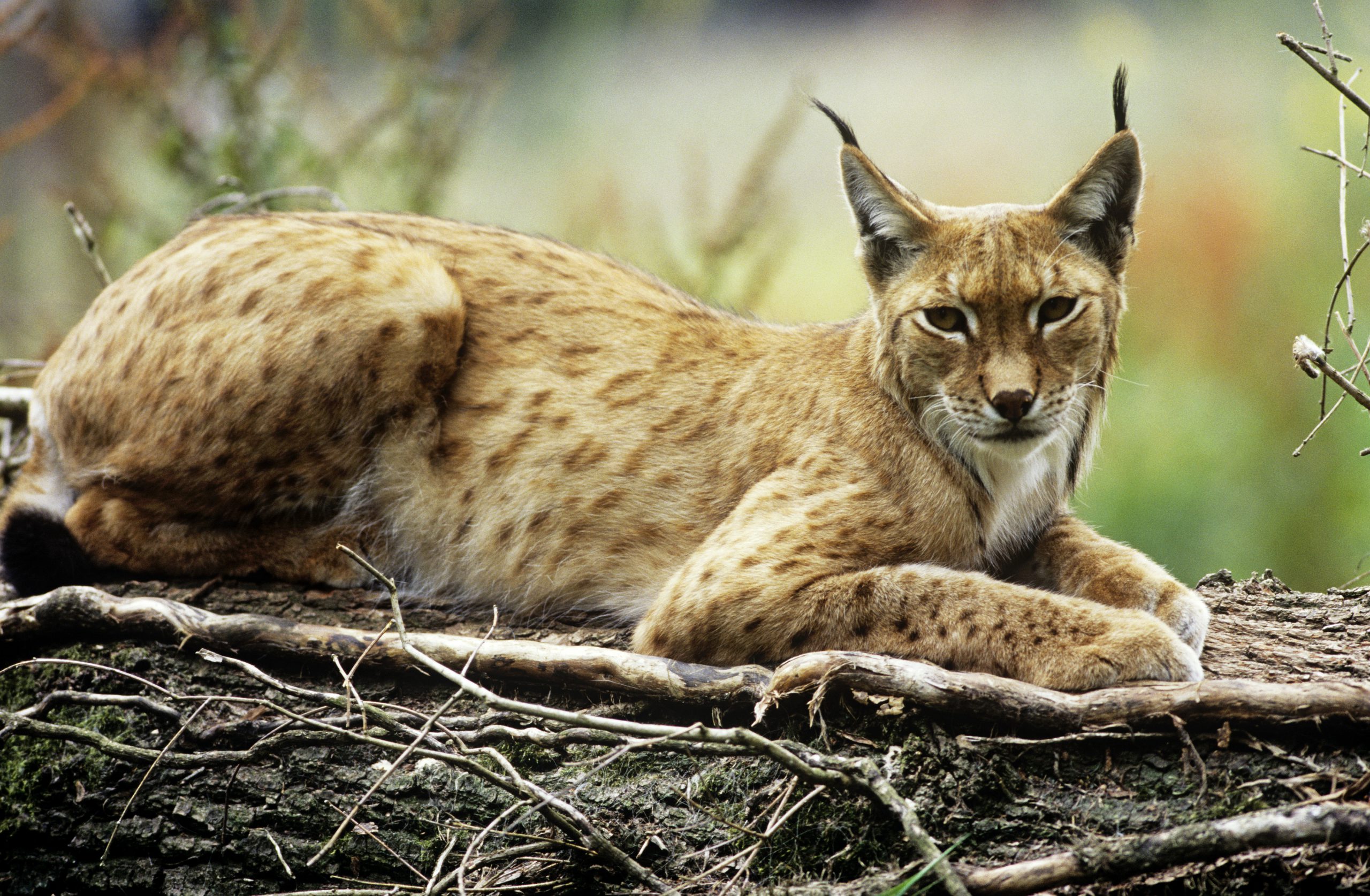 Ры́си (лат. Lynx) — род хищных млекопитающих семейства кошачьих, наиболее близкий к роду кошек (Felis)
